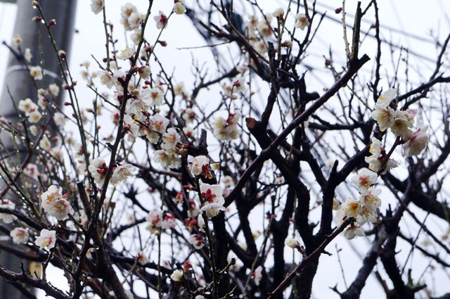 お庭の梅の花 (1).JPG