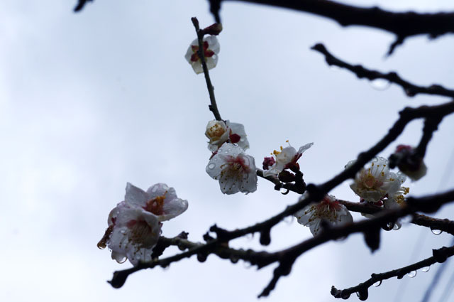 お庭の梅の花 (2).JPG