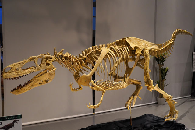 アパラチオサウルス (2).JPG