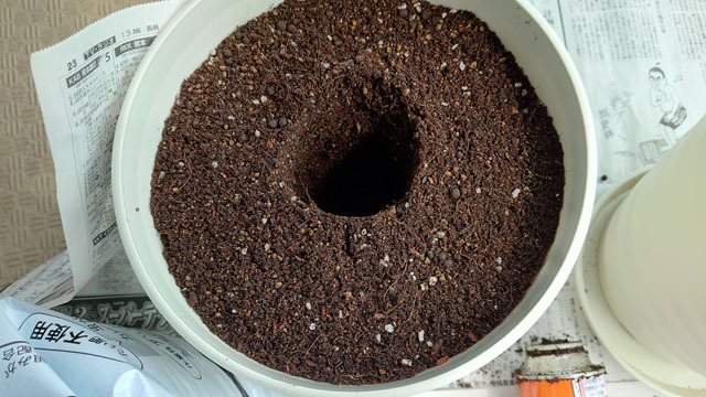 アボカドを水耕栽培から鉢に植え替える (4).JPG