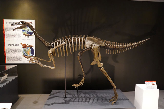 アラシャサウルス.JPG