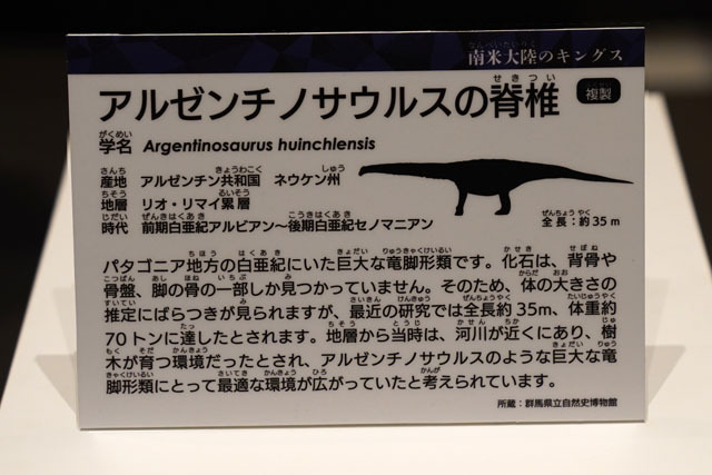 アルゼンチノサウルスの脊椎 (1).JPG