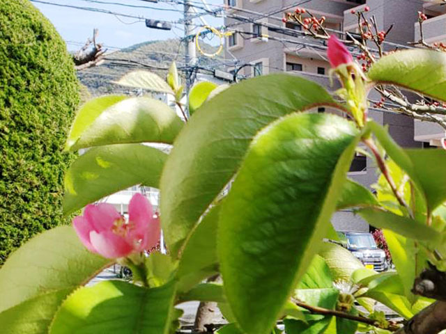 カリンの花 (3).jpg