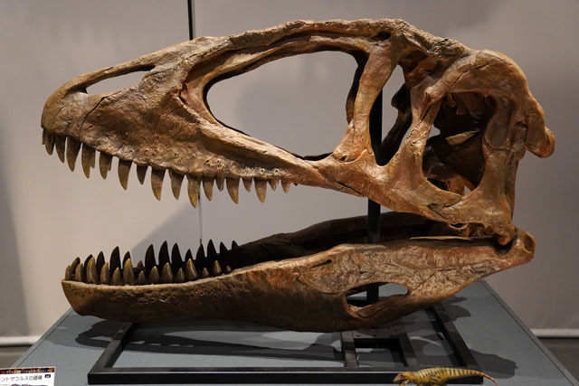 カルカロドントサウルスの頭骨 (2).JPG