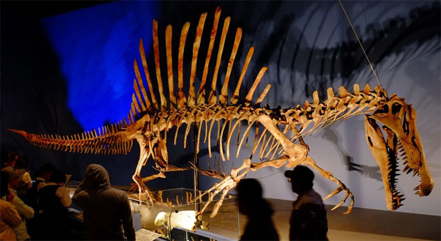 カルカロドントサウルスの骨格標本-640.jpg