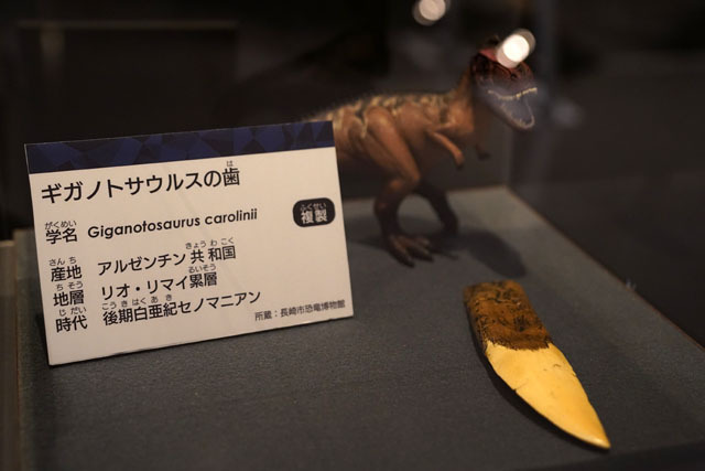 ギガノトサウルスの歯 (1).JPG