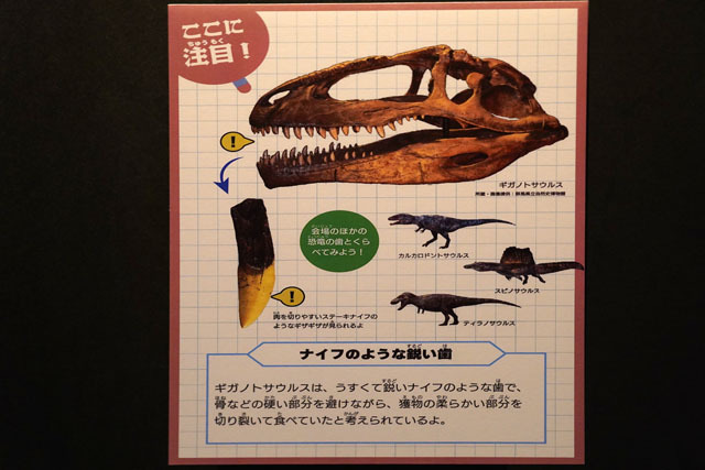 ギガノトサウルスの歯 (2).JPG