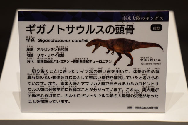 ギガノトサウルスの頭骨 (1).JPG