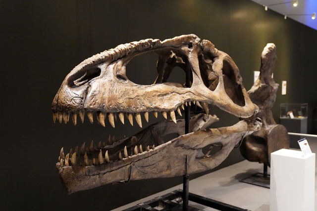 ギガノトサウルスの頭骨 (3).JPG