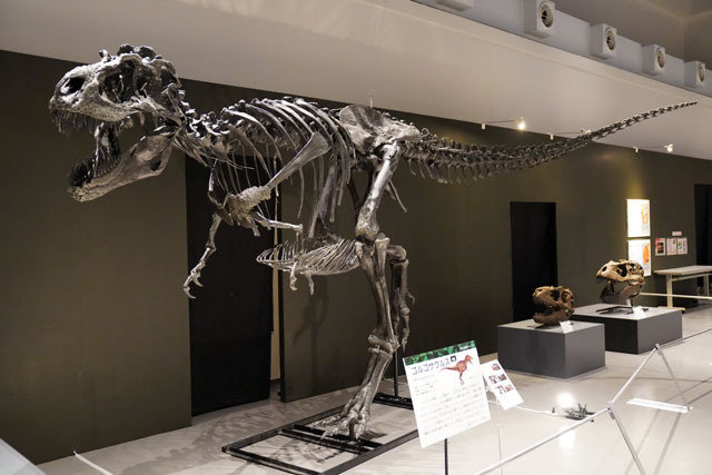 ゴルゴサウルス (2).JPG