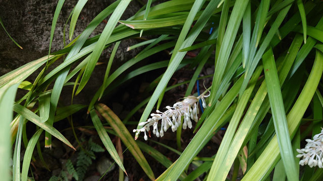 ジャノヒゲの花.JPG