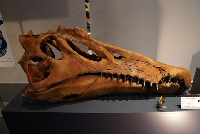 スピノサウルスの頭骨 (2).JPG