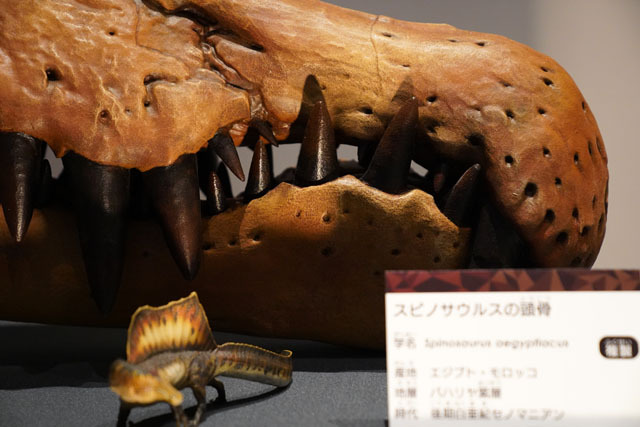 スピノサウルスの頭骨 (3).JPG