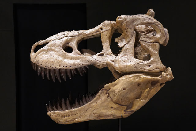 タルボサウルスの頭骨.JPG