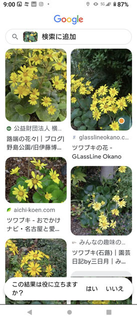 ツワブキの花 (2).jpg