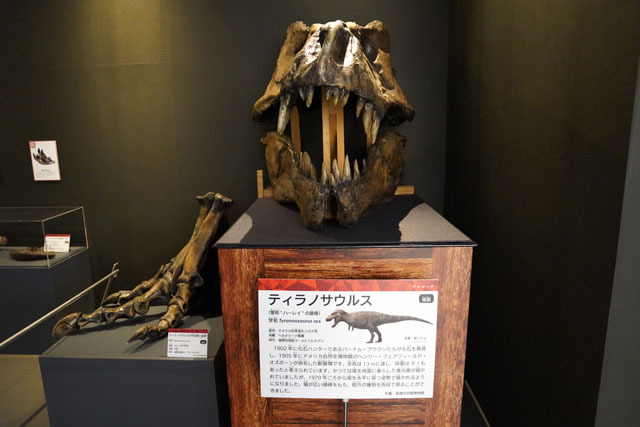 ティラノサウルス (1).JPG