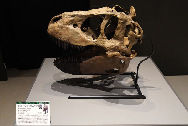 ナヌークサウルスの頭骨.JPG