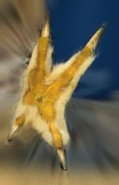 フクロウの左足.jpg