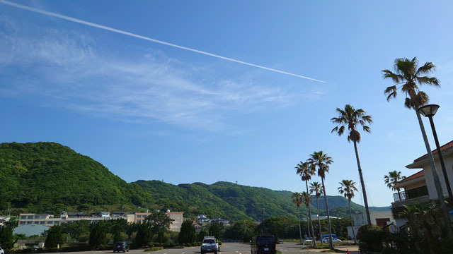 ヤシの木と飛行機雲.JPG