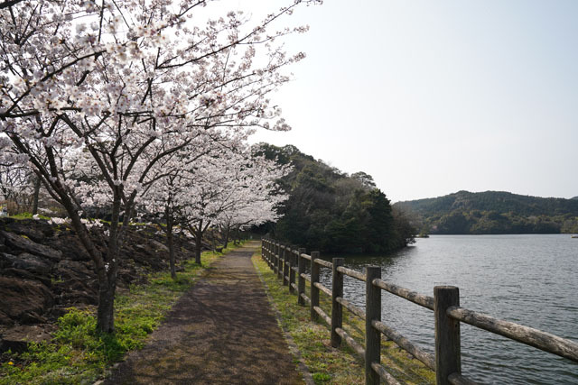 伊佐ノ浦公園 桜 (12).JPG