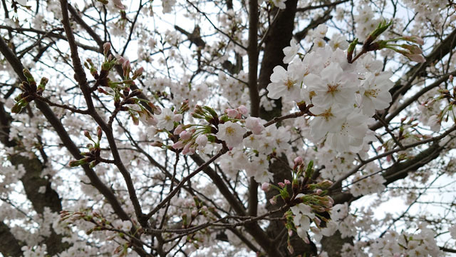 桜-2.JPG