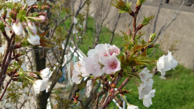 桜 (2).JPG
