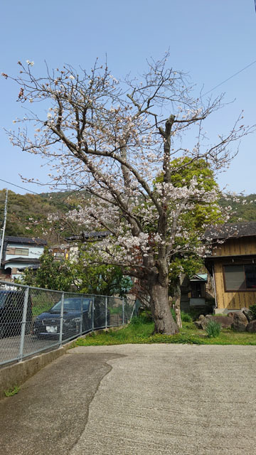 桜 (3).JPG