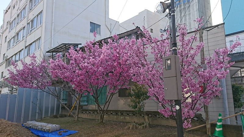 桜？.JPG