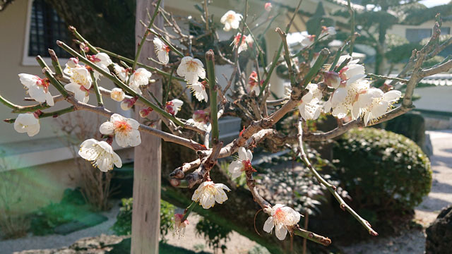 梅の花 (1).JPG