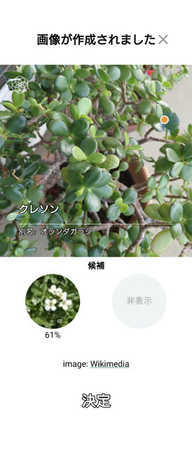 金のなる木 (1).jpg
