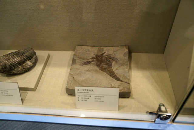 長崎市恐竜博物館 (11).JPG