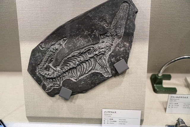 長崎市恐竜博物館 (13).JPG