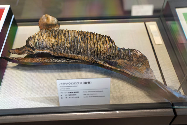 長崎市恐竜博物館 (3).JPG