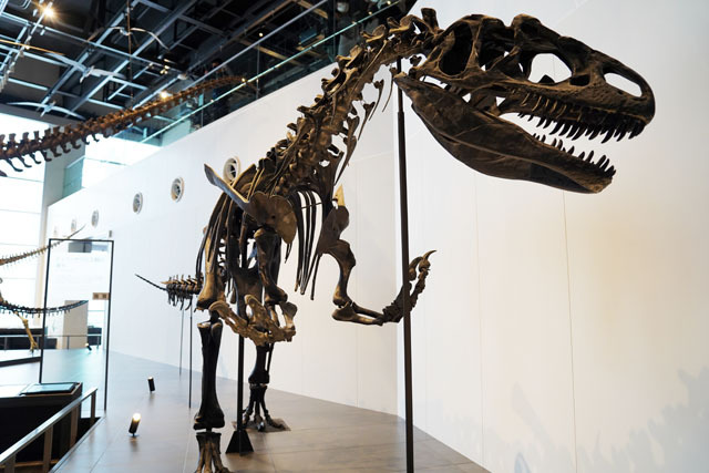 長崎市恐竜博物館 -アロサウルス.JPG