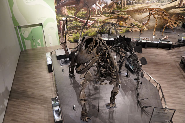 長崎市恐竜博物館 -カマラサウルス (2).JPG