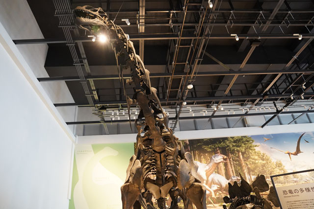 長崎市恐竜博物館 -カマラサウルス (2).JPG