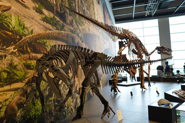 長崎市恐竜博物館 -カンプトサウルス.JPG