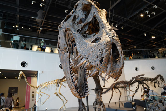 長崎市恐竜博物館 -ティラノサウルス(4).JPG
