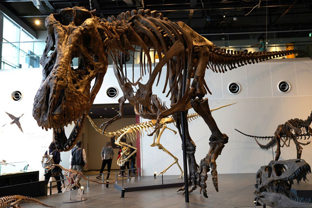 長崎市恐竜博物館 -ティラノサウルス (3).JPG