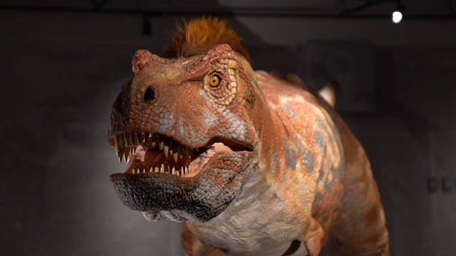 長崎市恐竜博物館 -ティラノサウルス科復元ロボット (1).JPG