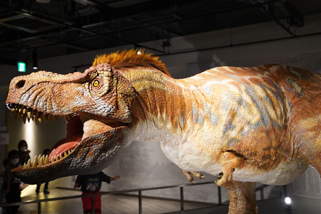 長崎市恐竜博物館 -ティラノサウルス科復元ロボット (3).JPG