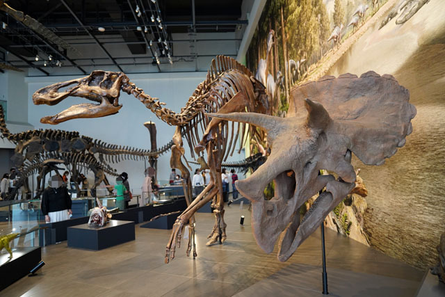 長崎市恐竜博物館 －エドモントサウルス-トリケラトプス.JPG