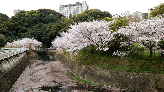 鹿尾川公園の桜まつり (1).JPG