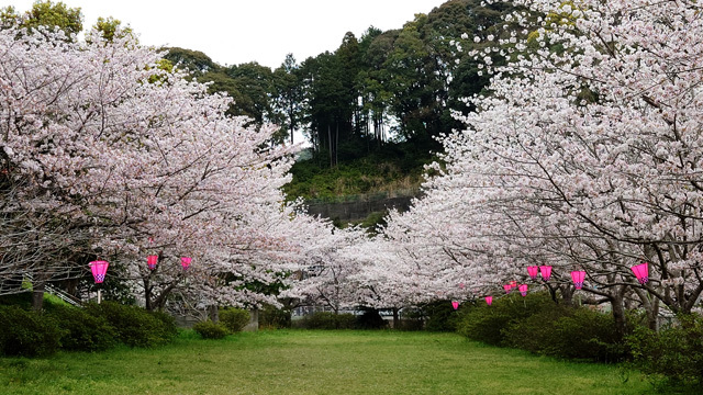 鹿尾川公園の桜まつり (10).JPG