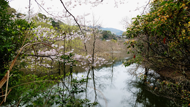 鹿尾川公園の桜まつり (12).JPG
