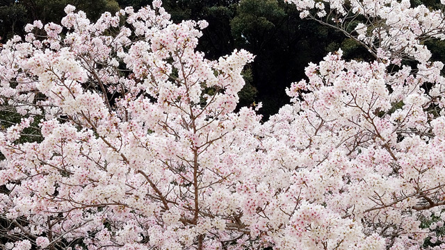 鹿尾川公園の桜まつり (14).JPG