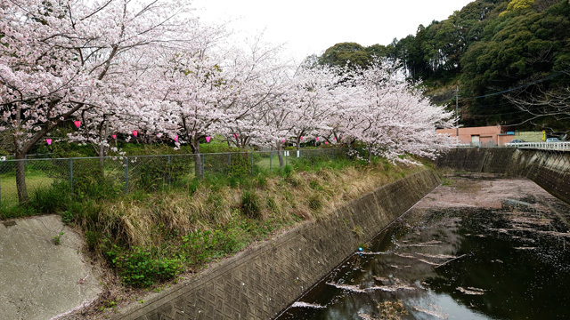 鹿尾川公園の桜まつり (3).JPG