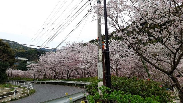 鹿尾川公園の桜まつり (4).JPG