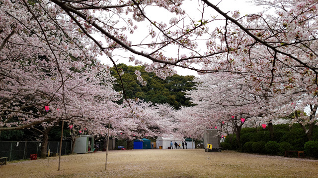 鹿尾川公園の桜まつり (5).JPG