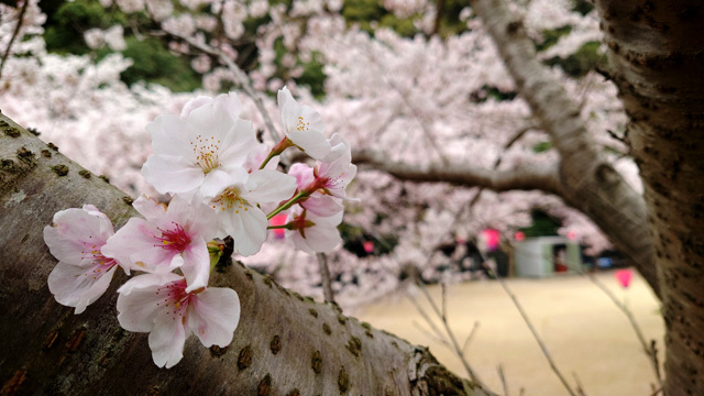 鹿尾川公園の桜まつり (6).JPG